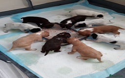 Sprocker dogs for sale: Sprockers 3/4 Cocker spaniel puppies for sale - Image 8