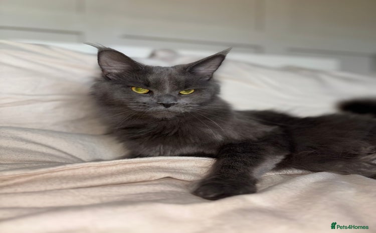 Maine Coon cats - Advert 1