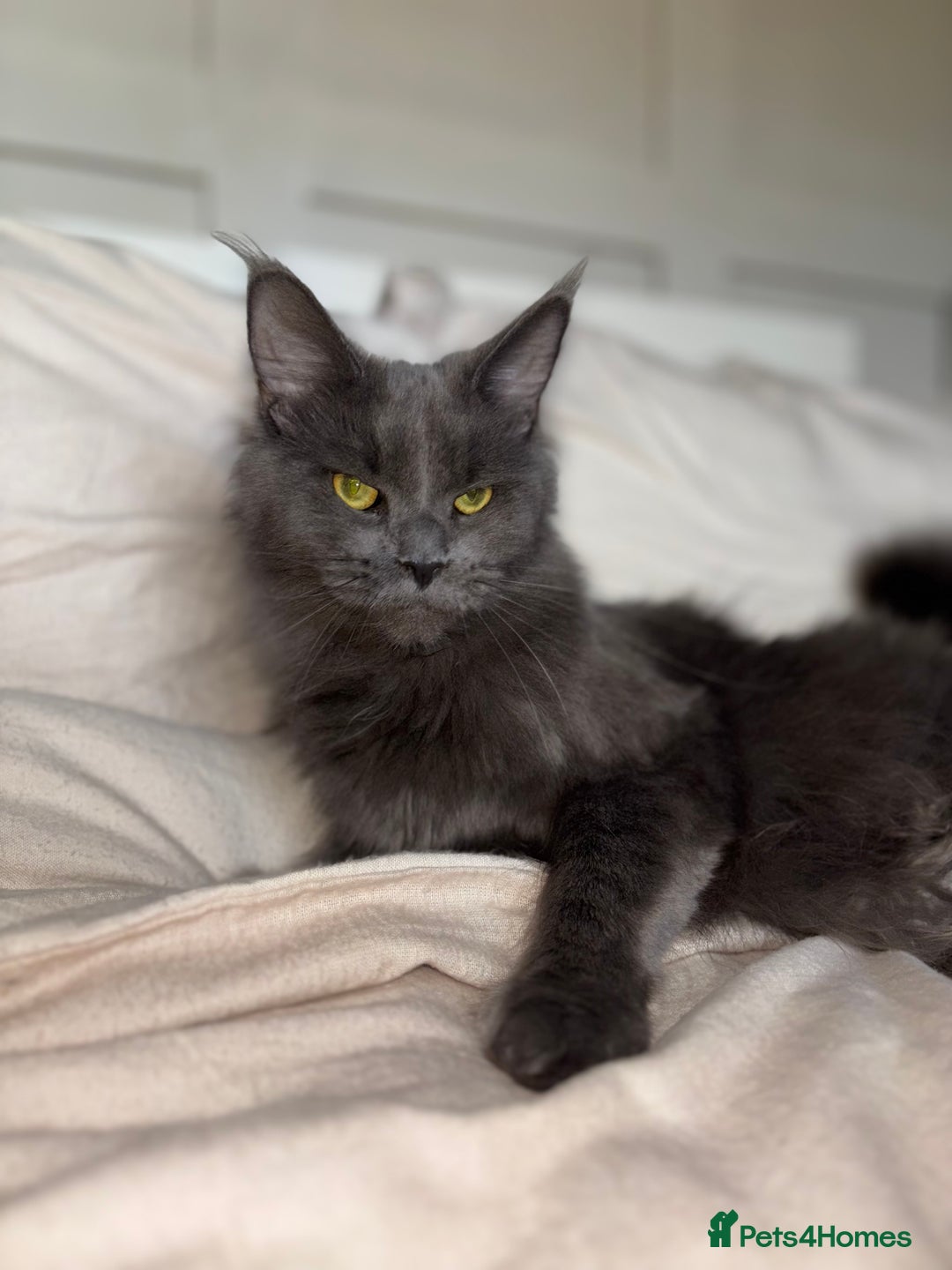 Maine Coon cats for sale: Maine coon mum and daughter for sale - Image 1