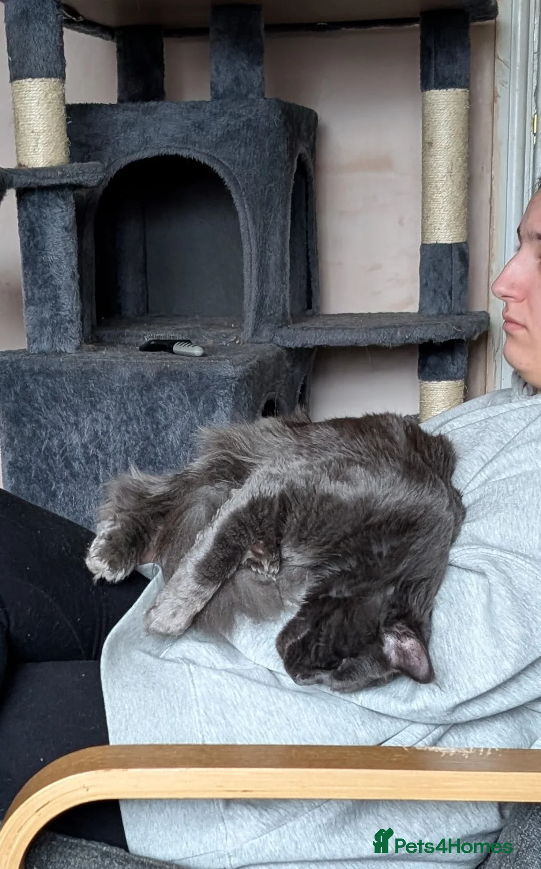 Maine Coon cats for sale: Stunning blue boy - Advert 2