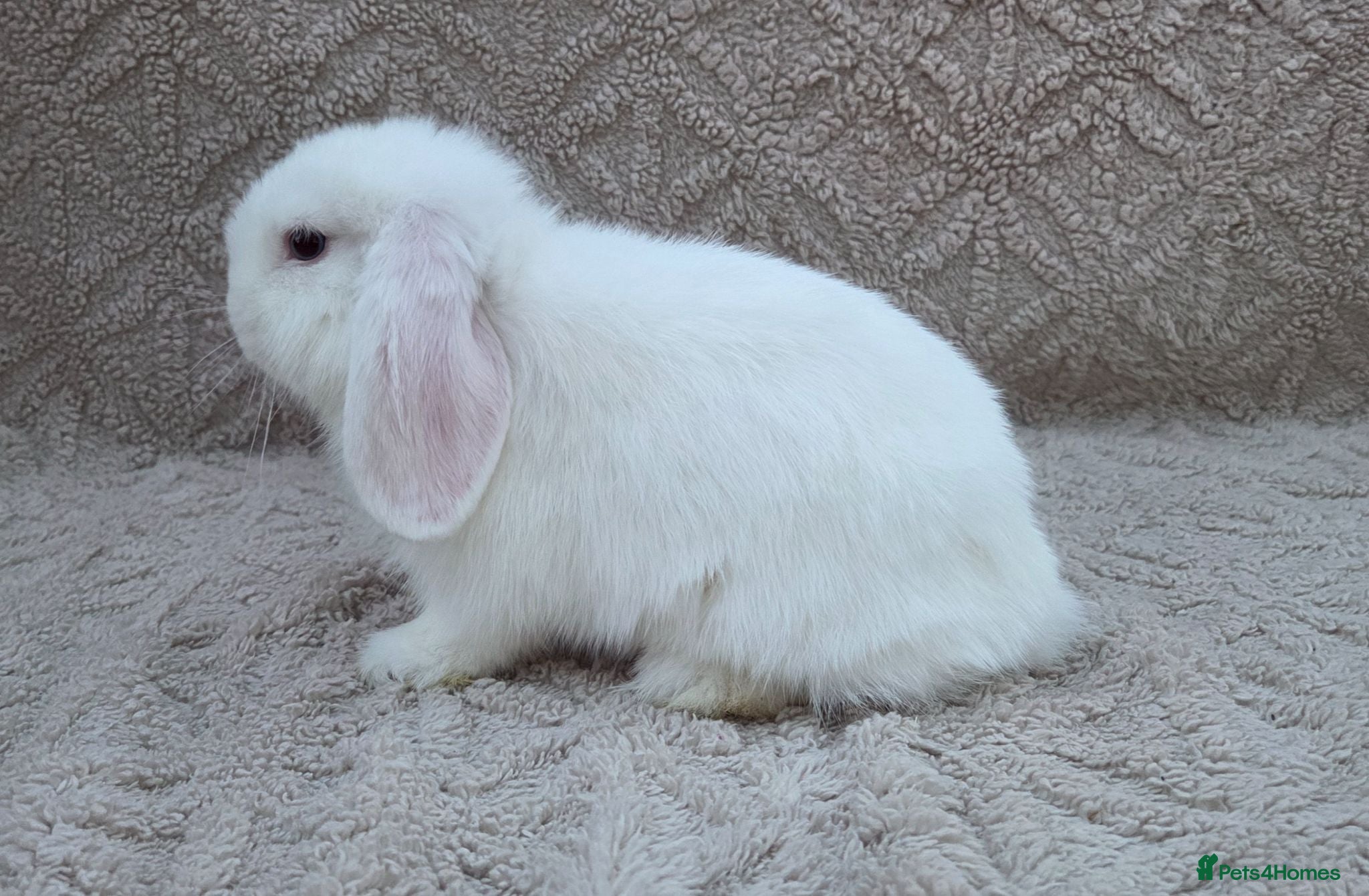 Mini Lop rabbits Mini lop  - Advert 4