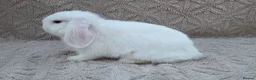 Mini Lop rabbits for sale: Mini lop  - Advert 1