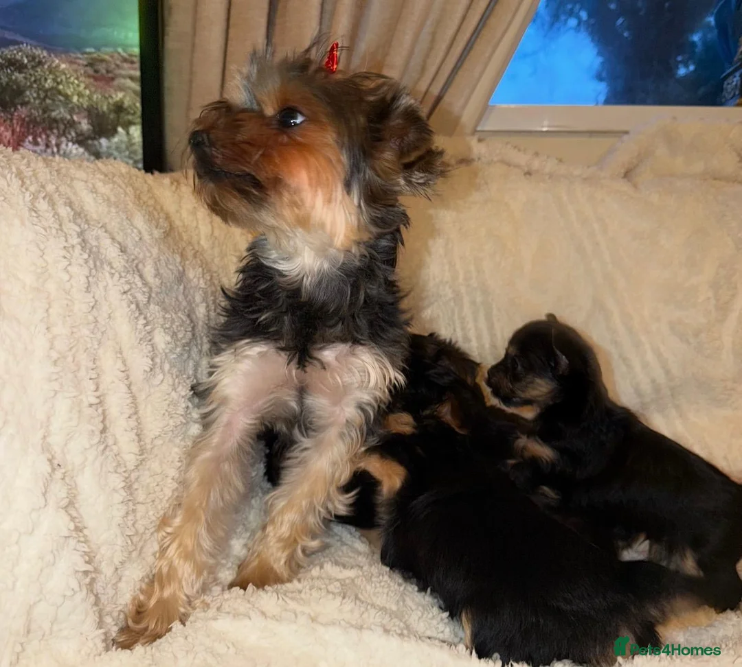 Yorkshire Terrier dogs for sale: Tiny Yorkshire terrier puppies  in Chester - Advert 1