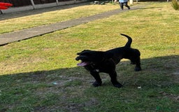 Frug dogs for sale: French bull dog cross pug  - Image 1
