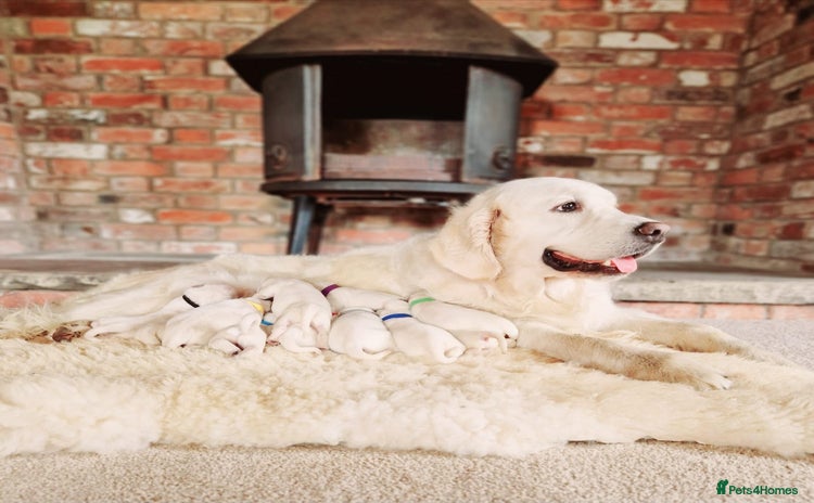Golden Retriever dogs - Advert 9