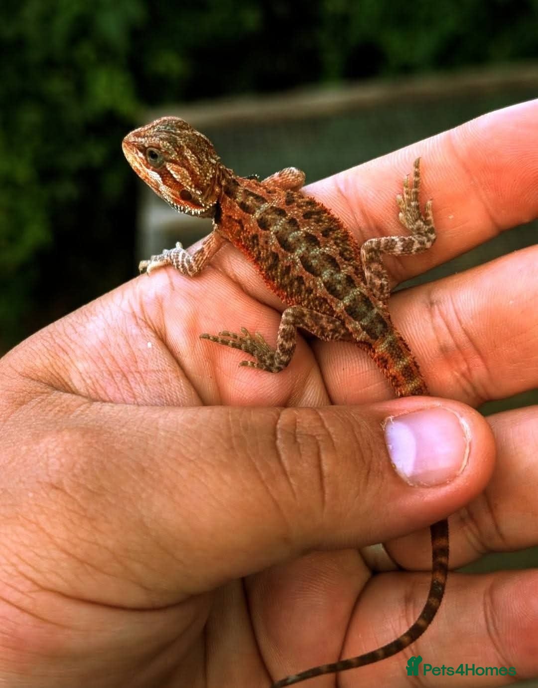 Bearded Dragon reptiles Red baby available soon ( 2 left ) - Advert 2