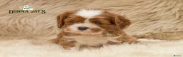 Cavalier King Charles Spaniel dogs for sale: ✨ DONNAJAYS CAVALIER KING CHARLES SPANIEL ✨ - Advert 13