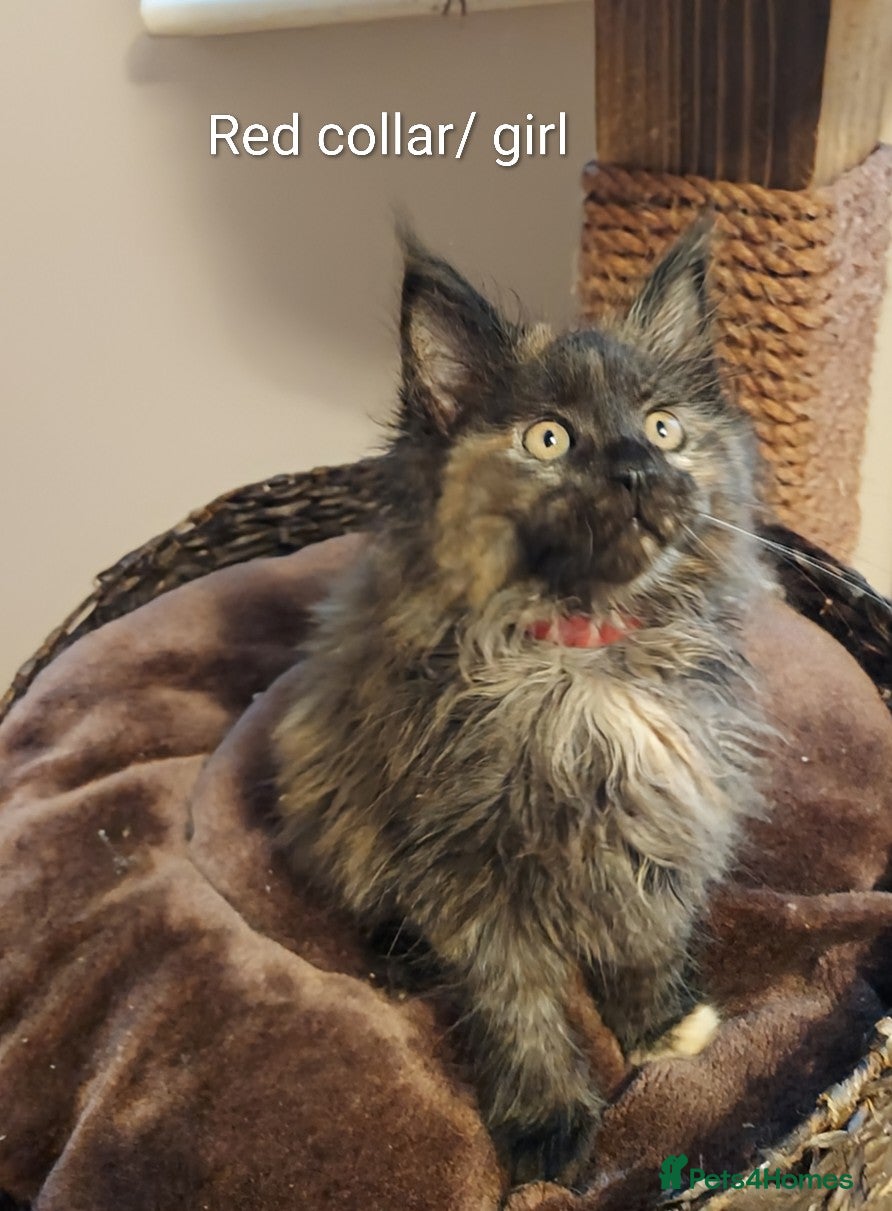 Maine Coon cats RARE COLOURS!!! MAINE COON KITTENS/DNA/GCCF  - Advert 9