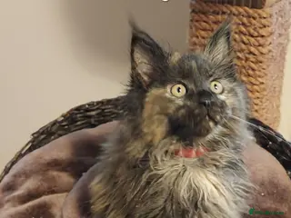 Maine Coon cats RARE COLOURS!!! MAINE COON KITTENS/DNA/GCCF - Advert 14