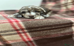 Cockapoo dogs for sale: stunning toy cockapoo  - Advert 16