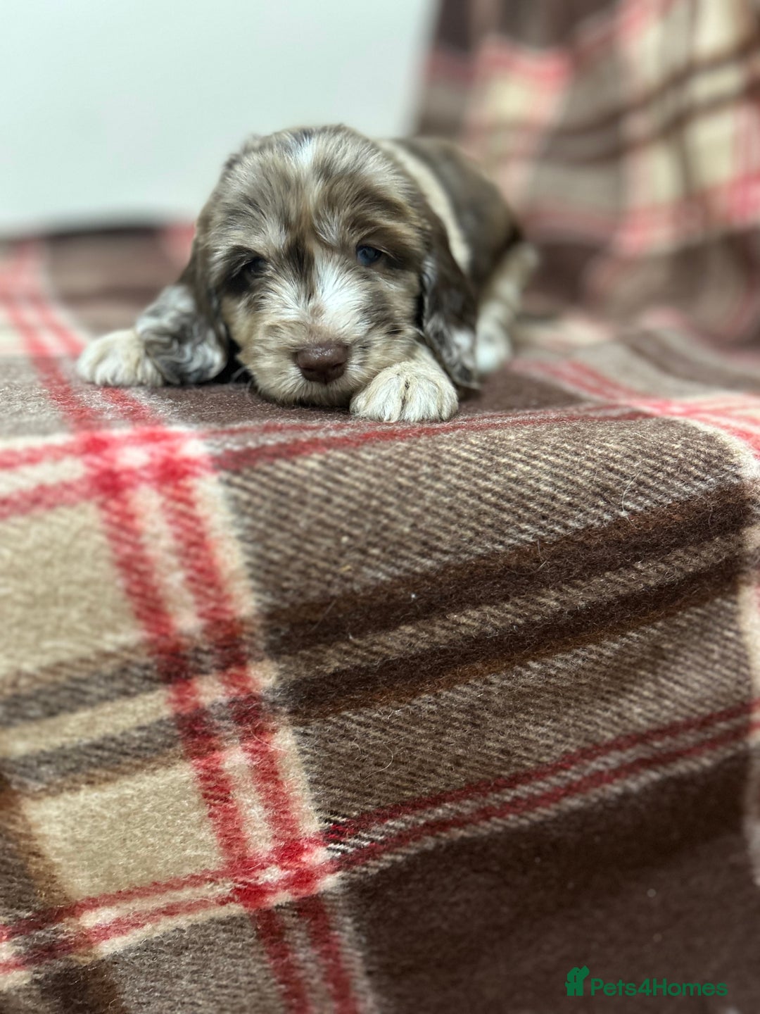 Cockapoo dogs for sale: stunning toy cockapoo  - Advert 16