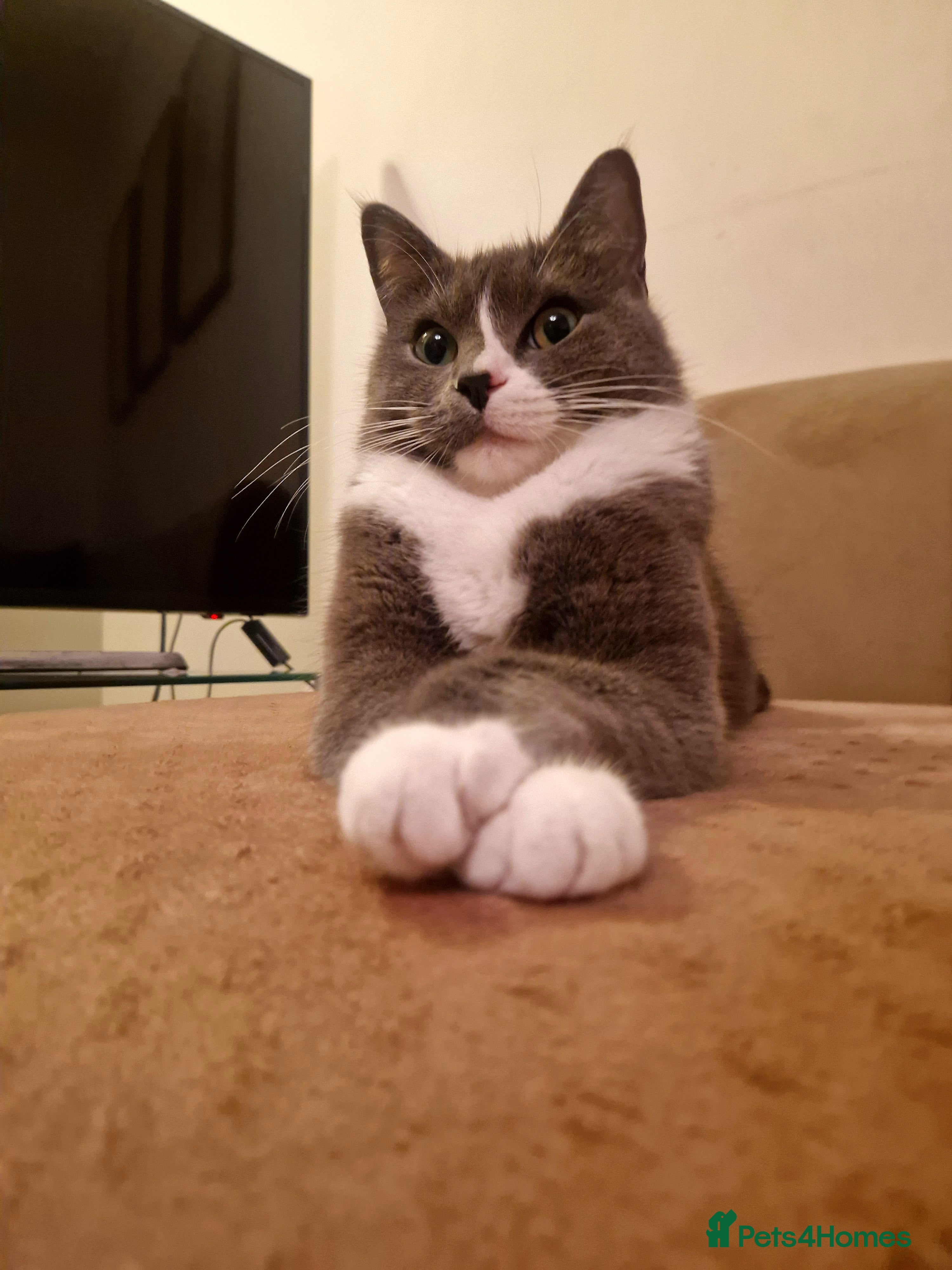 Mixed Breed cats Mixed breed (pedigree/ragdoll) cat for sale - Advert 6