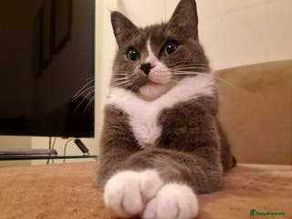 Mixed Breed cats Mixed breed (pedigree/ragdoll) cat for sale - Advert 2