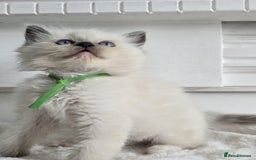 Ragdoll cats for sale: Irresistable Blue Mitted Ragdoll Kittens🙀😻🙀 - Image 16