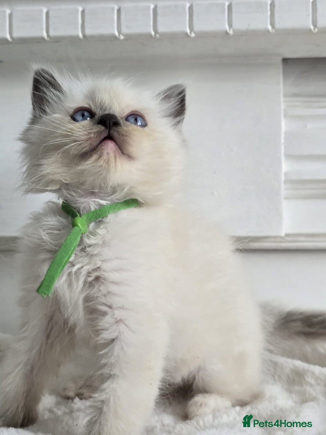 Ragdoll cats for sale: Irresistable Blue Mitted Ragdoll Kittens🙀😻🙀 - Image 16