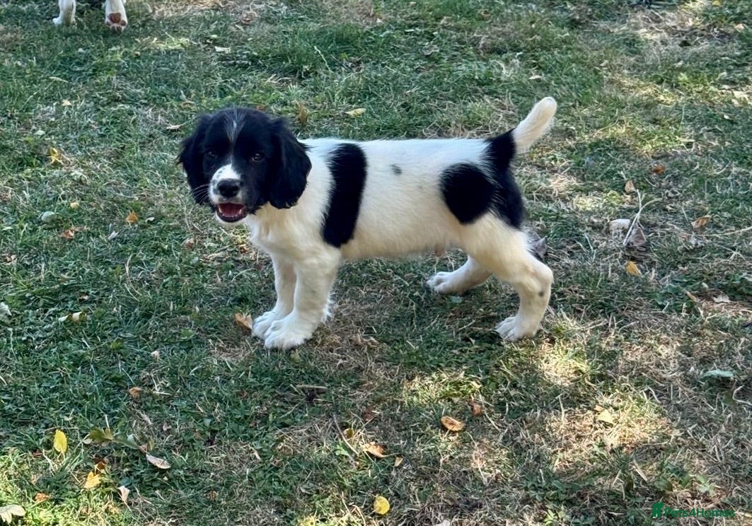 English Springer Spaniel dogs KC springer spaniels 1 male left ready to go  - Advert 11