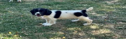 English Springer Spaniel dogs for sale: KC springer spaniels 1 male left ready to go  - Advert 1