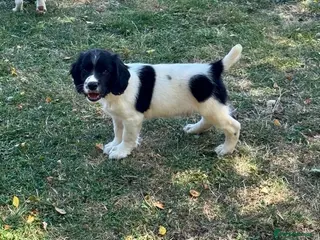 English Springer Spaniel dogs KC springer spaniels 1 male left ready to go - Advert 11