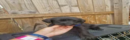Mixed Breed dogs for sale: Giant schnauzer x Labrador puppies  - Advert 12