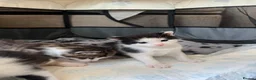 Mixed Breed cats for sale: Bengal/ mancoon mixed kittens in St. Neots - Advert 3