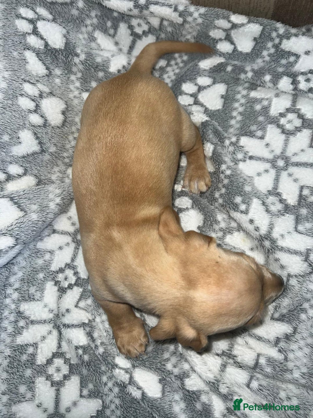 Miniature Dachshund dogs for sale: Kc registered miniature dachshunds  - Image 15