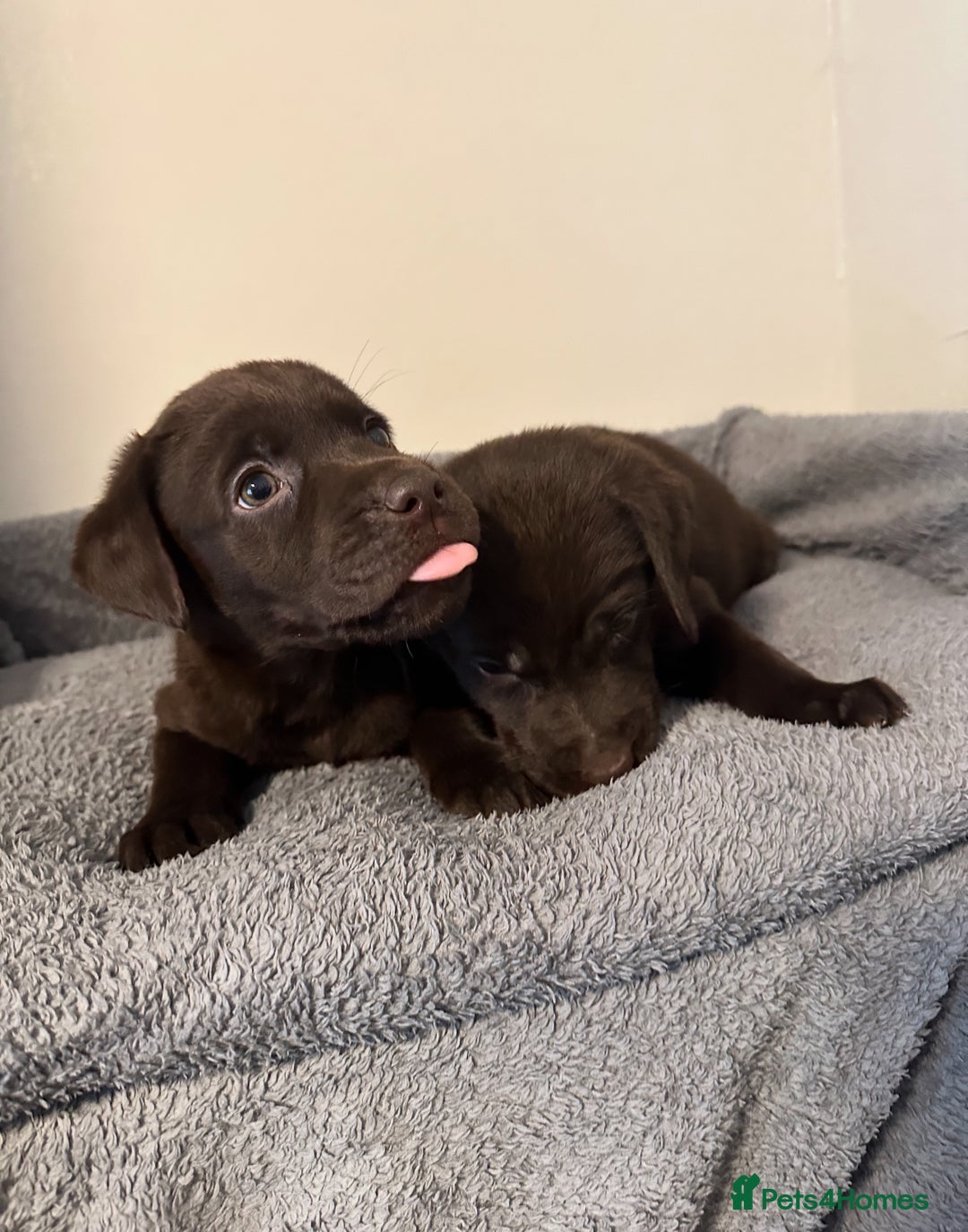 Labrador Retriever dogs for sale: Chunky Chocolate Labrador Puppies  - Image 5