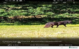 Shetland pony horses for sale: Storm - Image 2