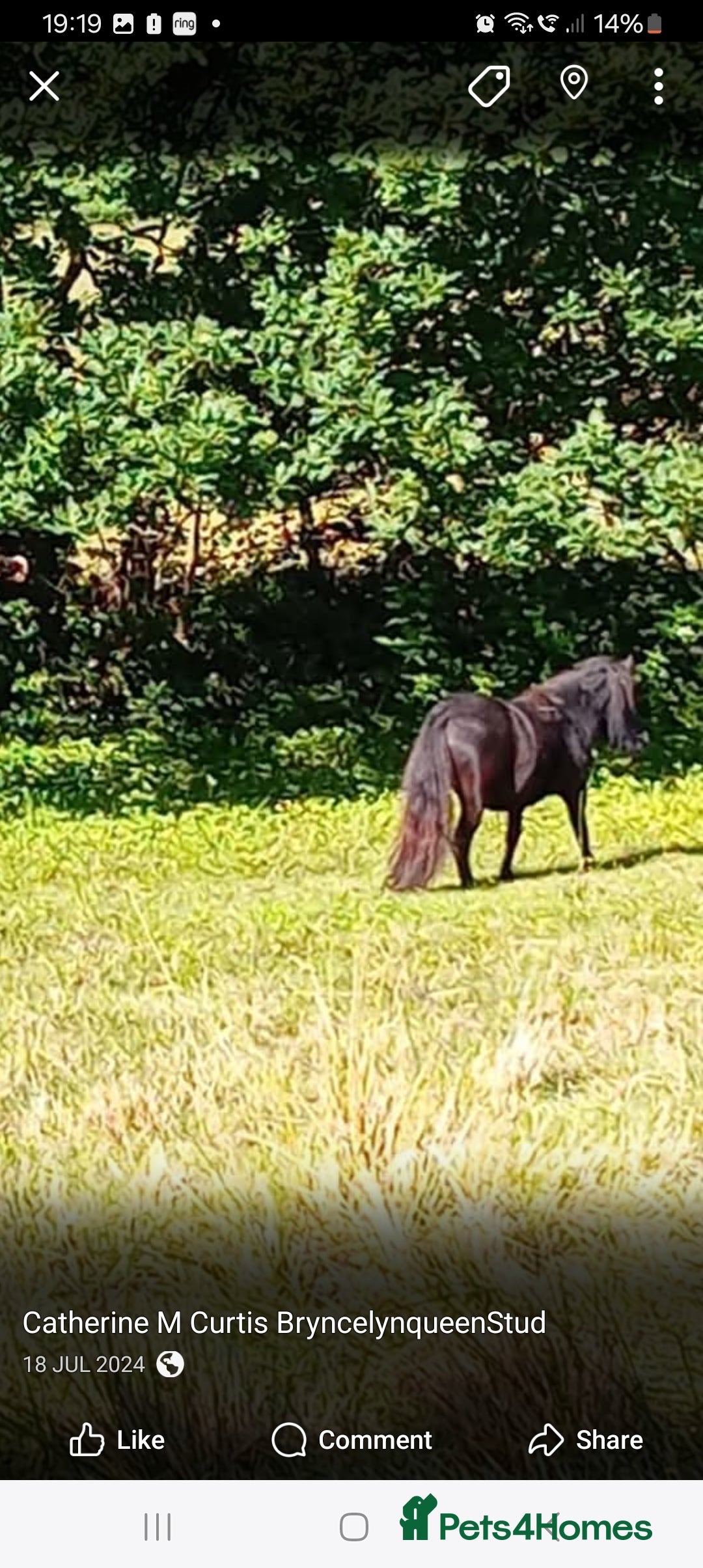Shetland pony horses for sale: Storm - Image 2
