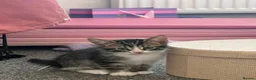 Mixed Breed cats for sale: 5 kittens for sale  in Slough - Advert 10