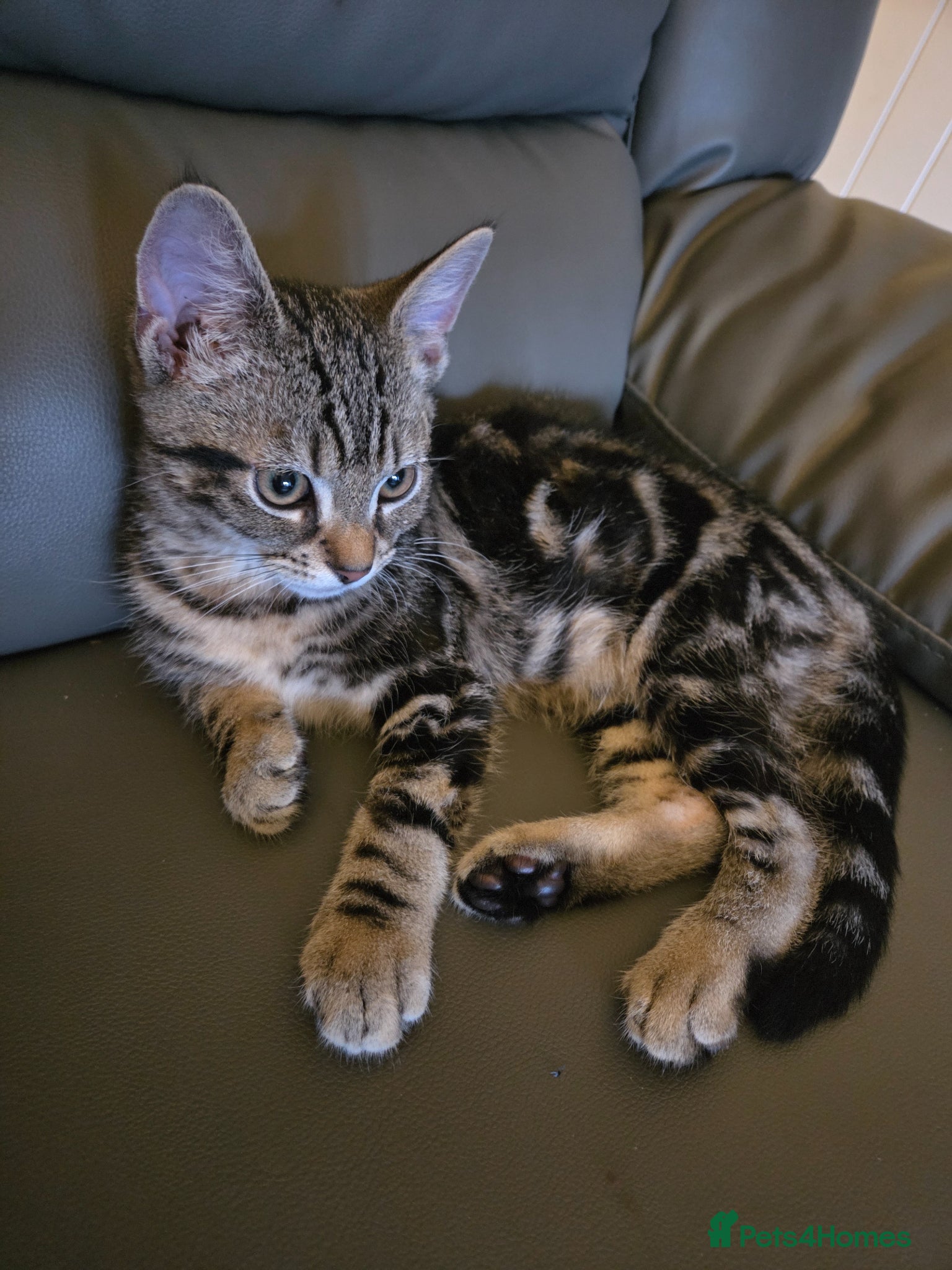 Domestic Shorthair cats for sale: Male Tabby kitten  - Advert 8