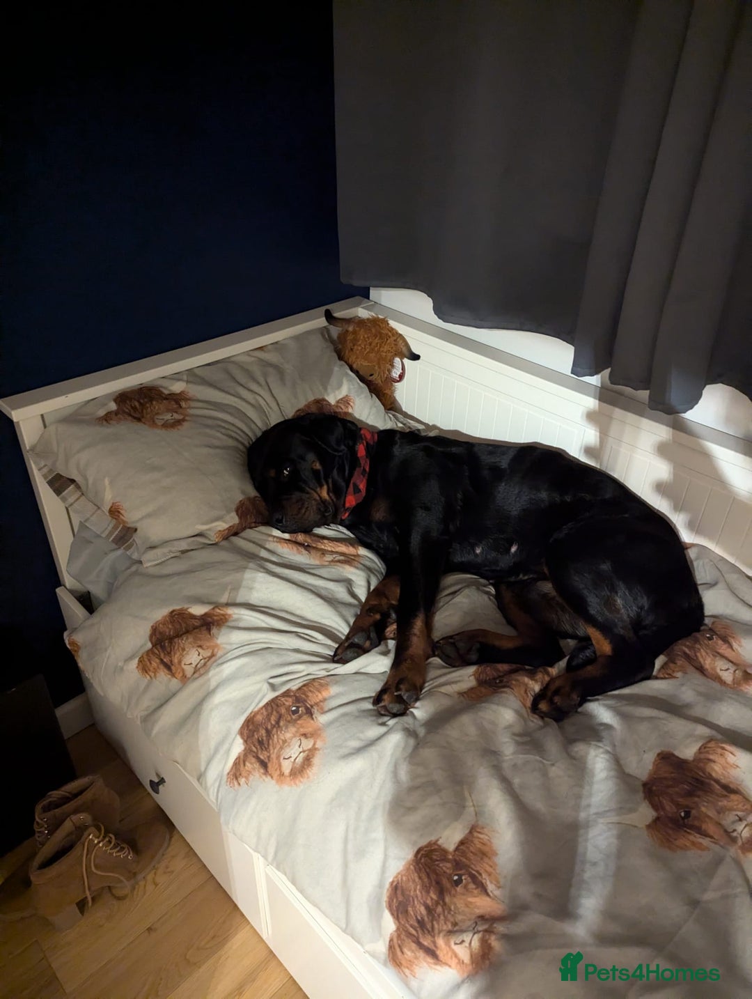 Rottweiler dogs for sale: Female Rottweiler  - Image 5