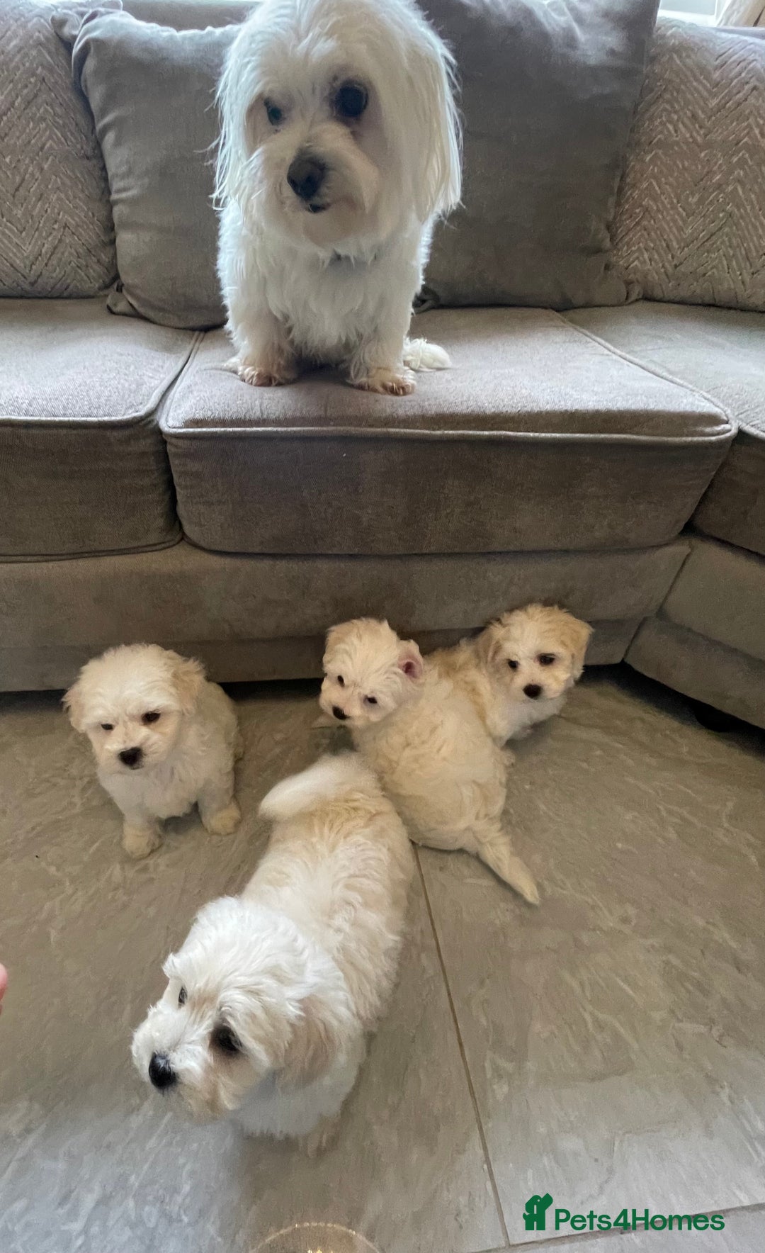 Maltipoo dogs for sale: 🐾 maltipoo puppy’s 🐾 - Image 23