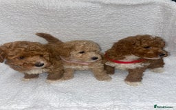 Toy Poodle dogs for sale: Toy poodles  - Image 1