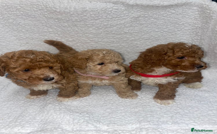 Toy Poodle dogs - Advert 2