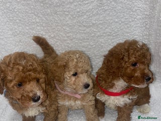 Toy Poodle dogs for sale - Advert 1