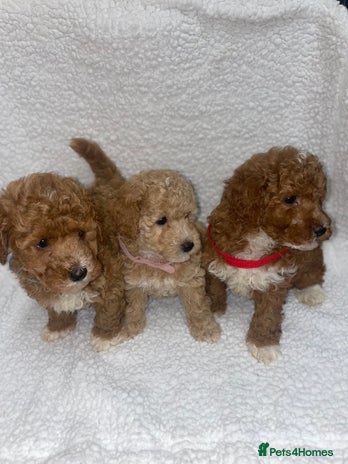 Toy Poodle dogs - Advert 1