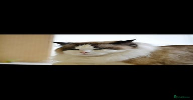 Ragdoll cats - Advert 9