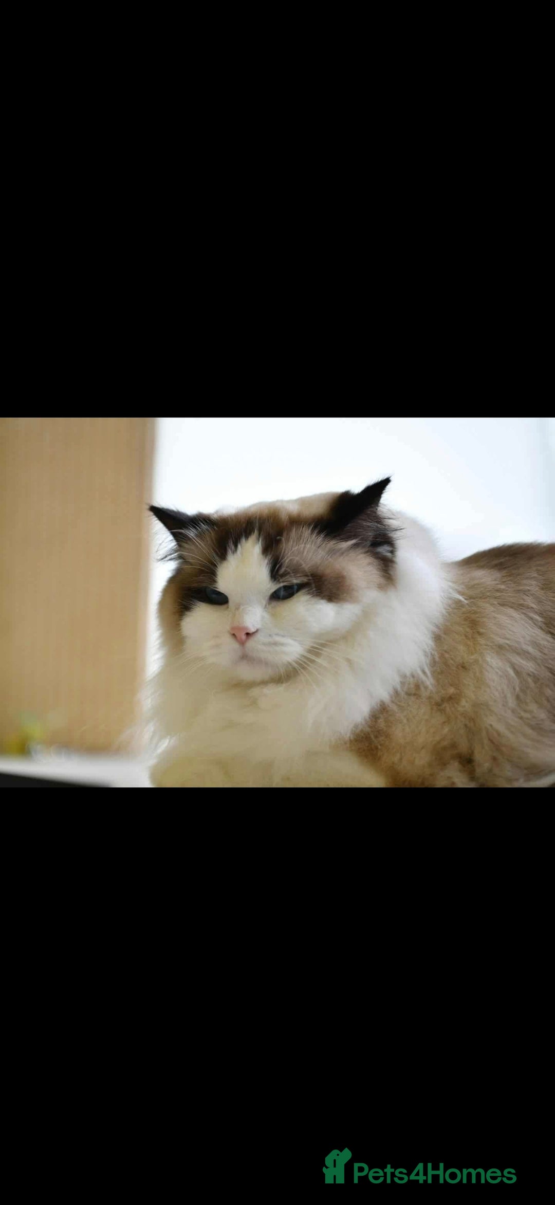 Ragdoll cats for sale: ❤️BEST KITTENS RAGDOLL❤️ CHAMPION REGIONAL WINNER  - Advert 5