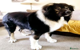 Caucasian Shepherd Dog dogs for sale: Caucasian Shepherd  - Advert 11