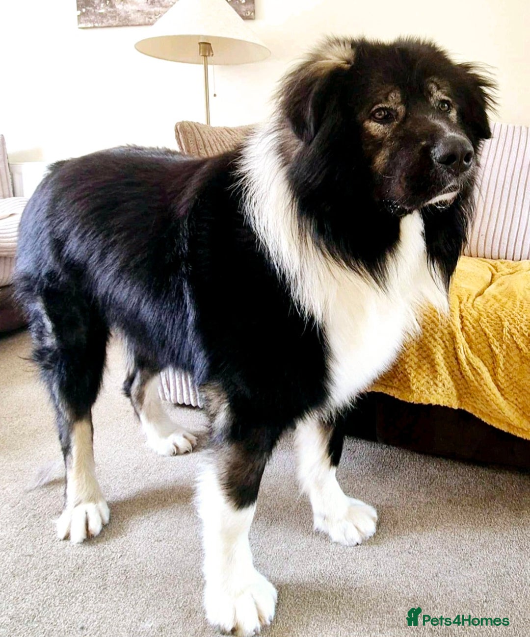 Caucasian Shepherd Dog dogs for sale: Caucasian Shepherd  - Advert 11