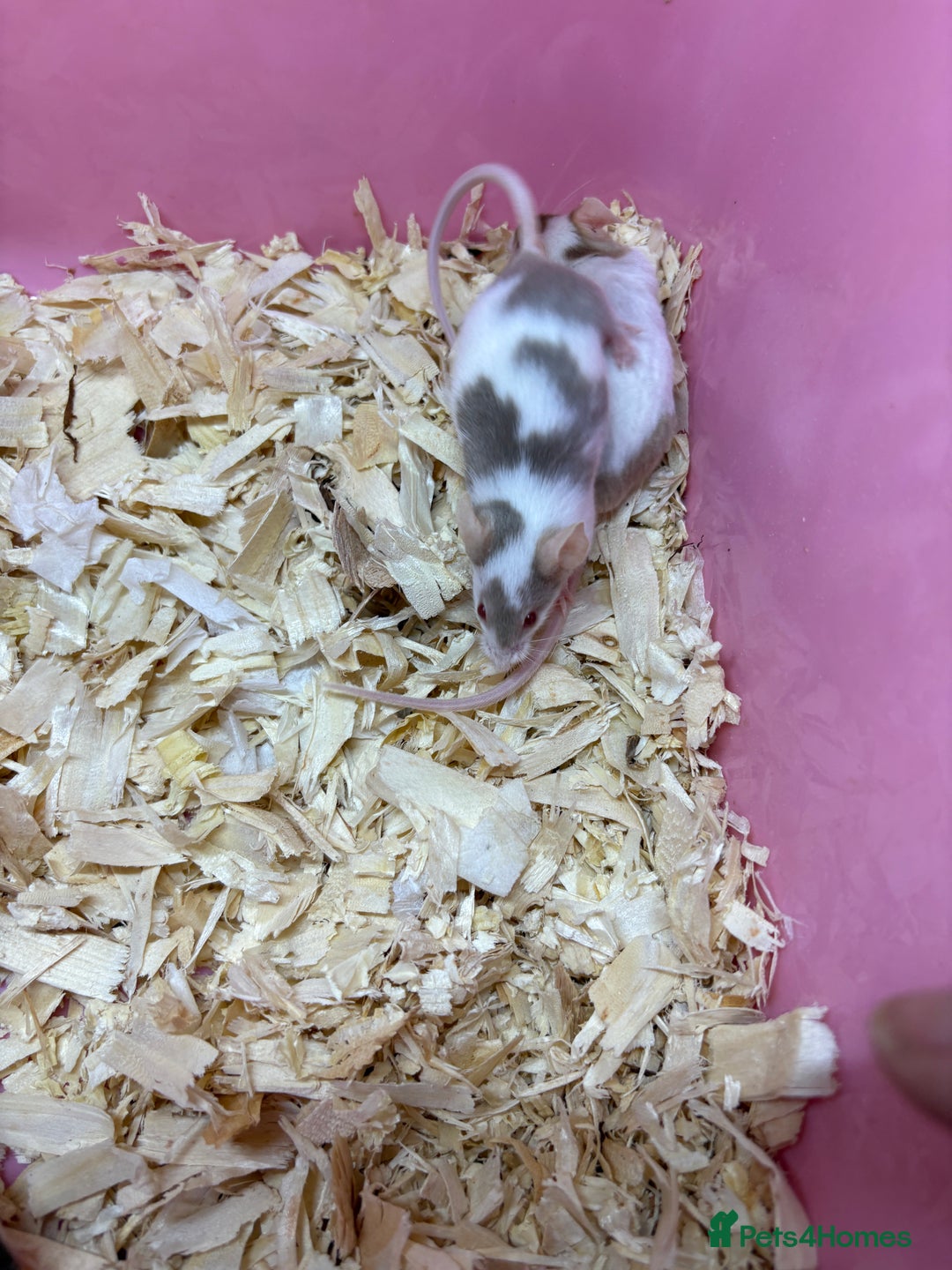 Mouse rodents for sale: Friendly, colourful baby mice  - Image 7