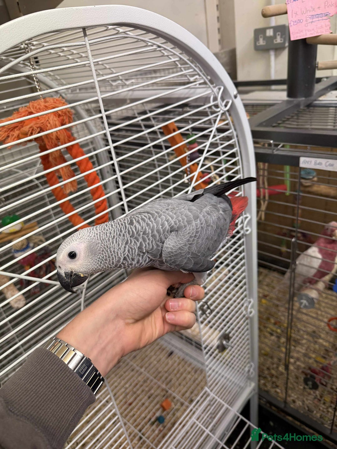 Parrots birds for sale: Silly tame greys - Image 4