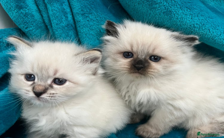 Siberian cats - Advert 3