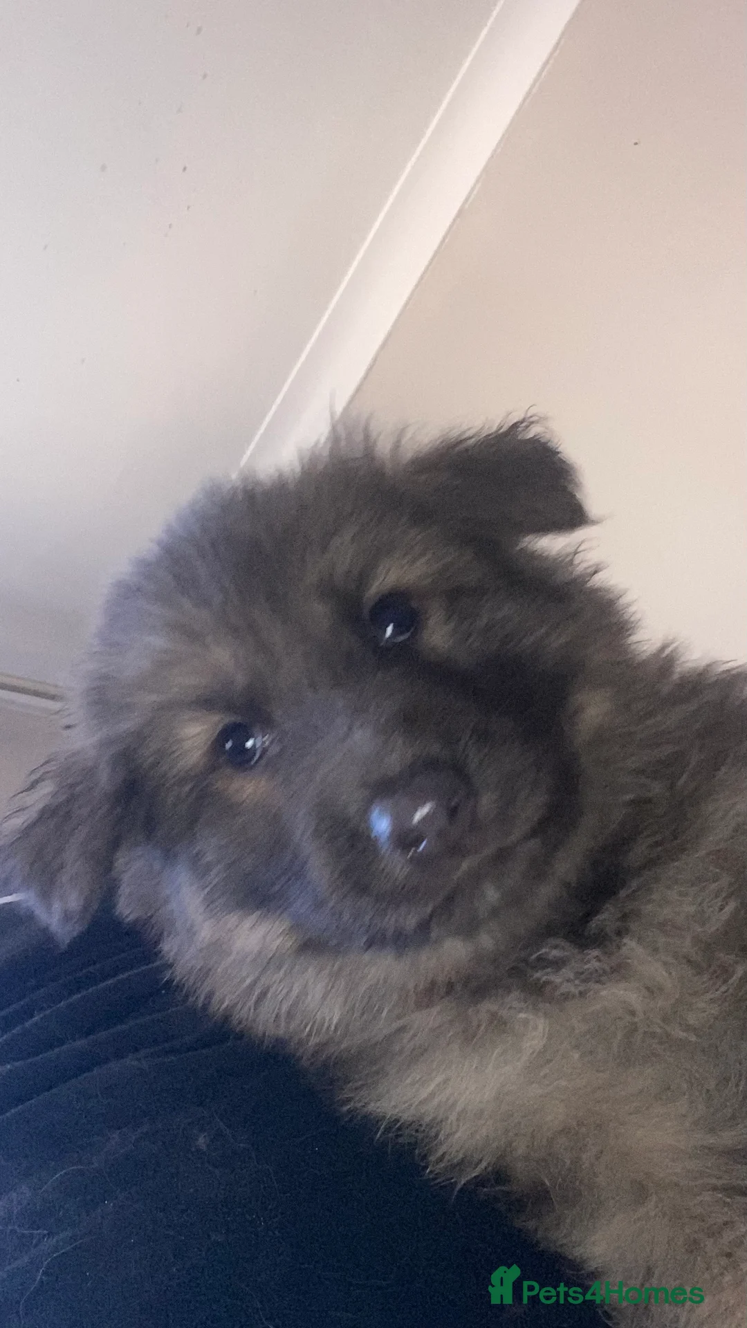 German Shepherd dogs for sale: Blue GSD’s 3 females remaining - Advert 10