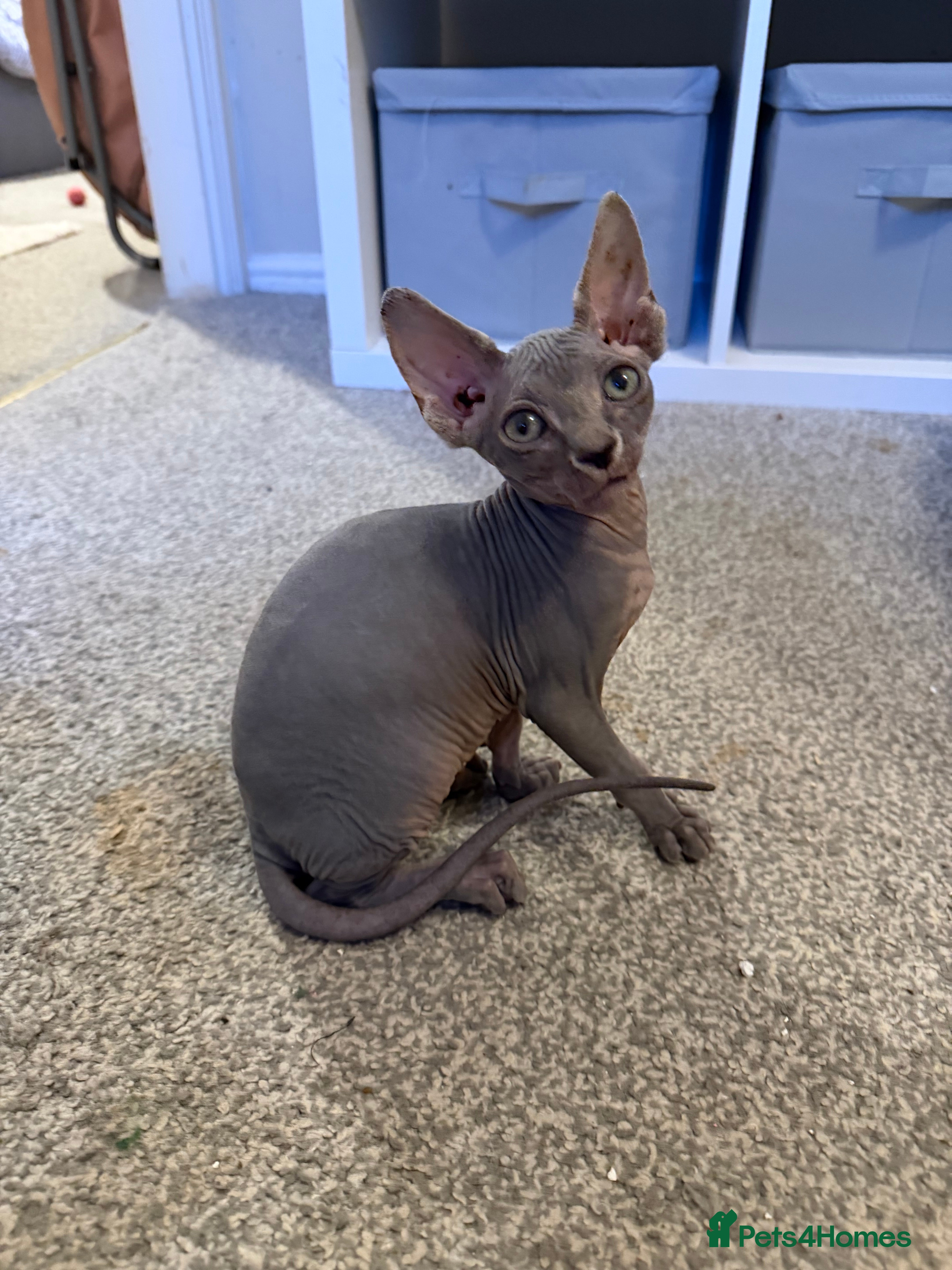 Sphynx cats Tica Registered Sphynx Kitten - 2 Boys available  - Advert 3