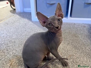 Sphynx cats Tica Registered Sphynx Kitten - 2 Boys available - Advert 2