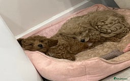 Cavapoo dogs for sale: The Cutest Little F1B Boy Puppy Is Still Left~  - Image 9