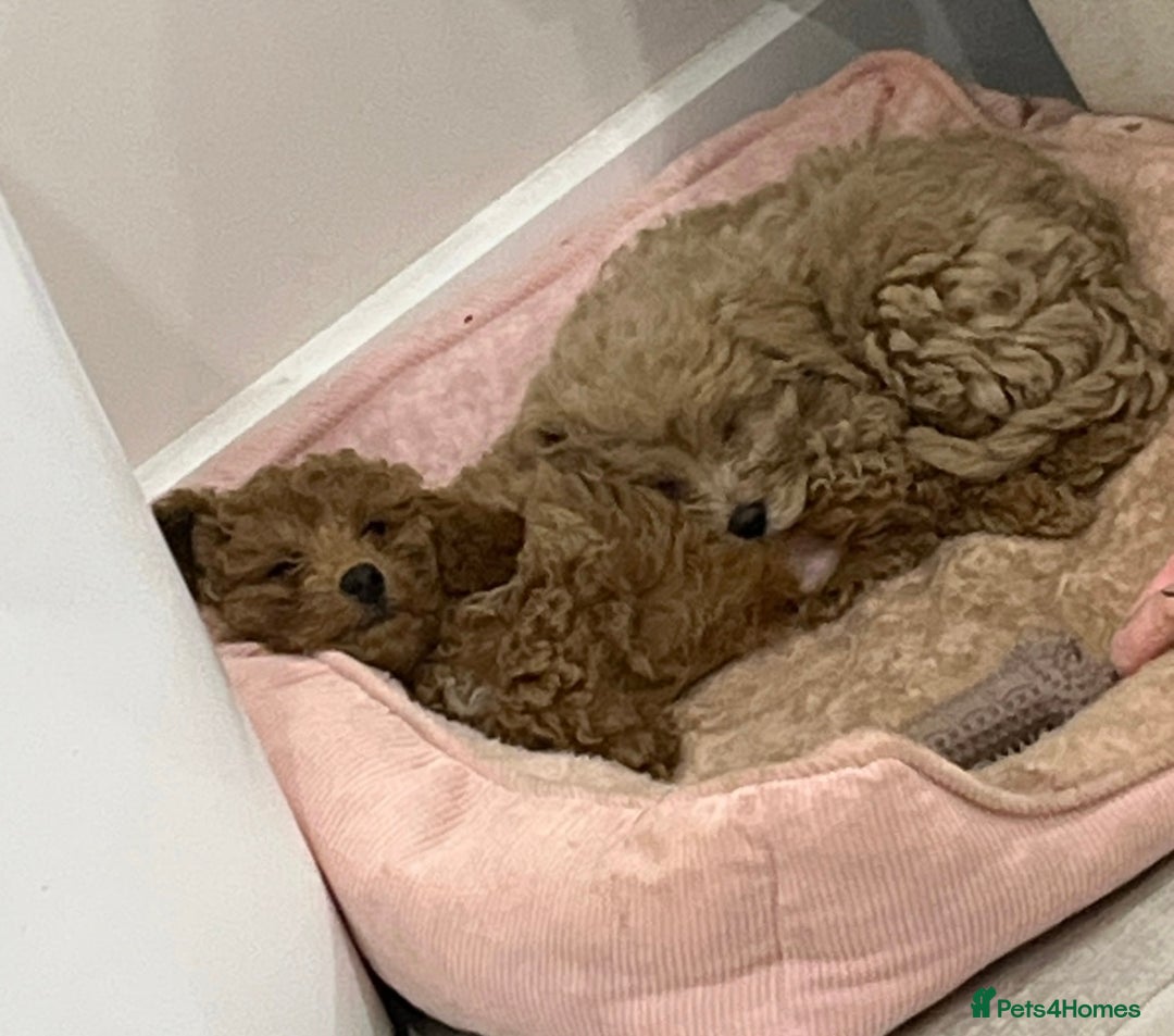 Cavapoo dogs for sale: The Cutest Little F1B Boy Puppy Is Still Left~  - Image 9