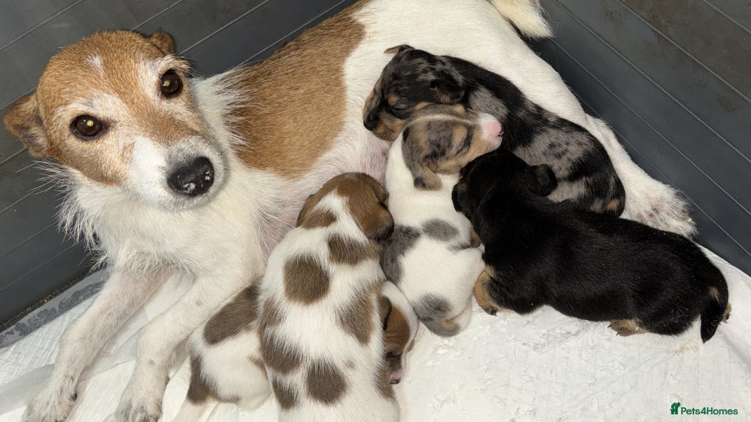 Jack Russell dogs for sale: Beautiful Jack russell puppies for sale  - Image 3