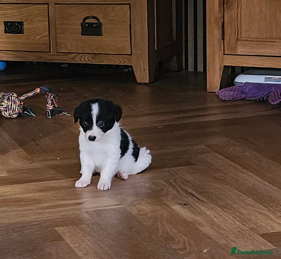 Border Collie dogs for sale: Beautiful border collies  - Image 8